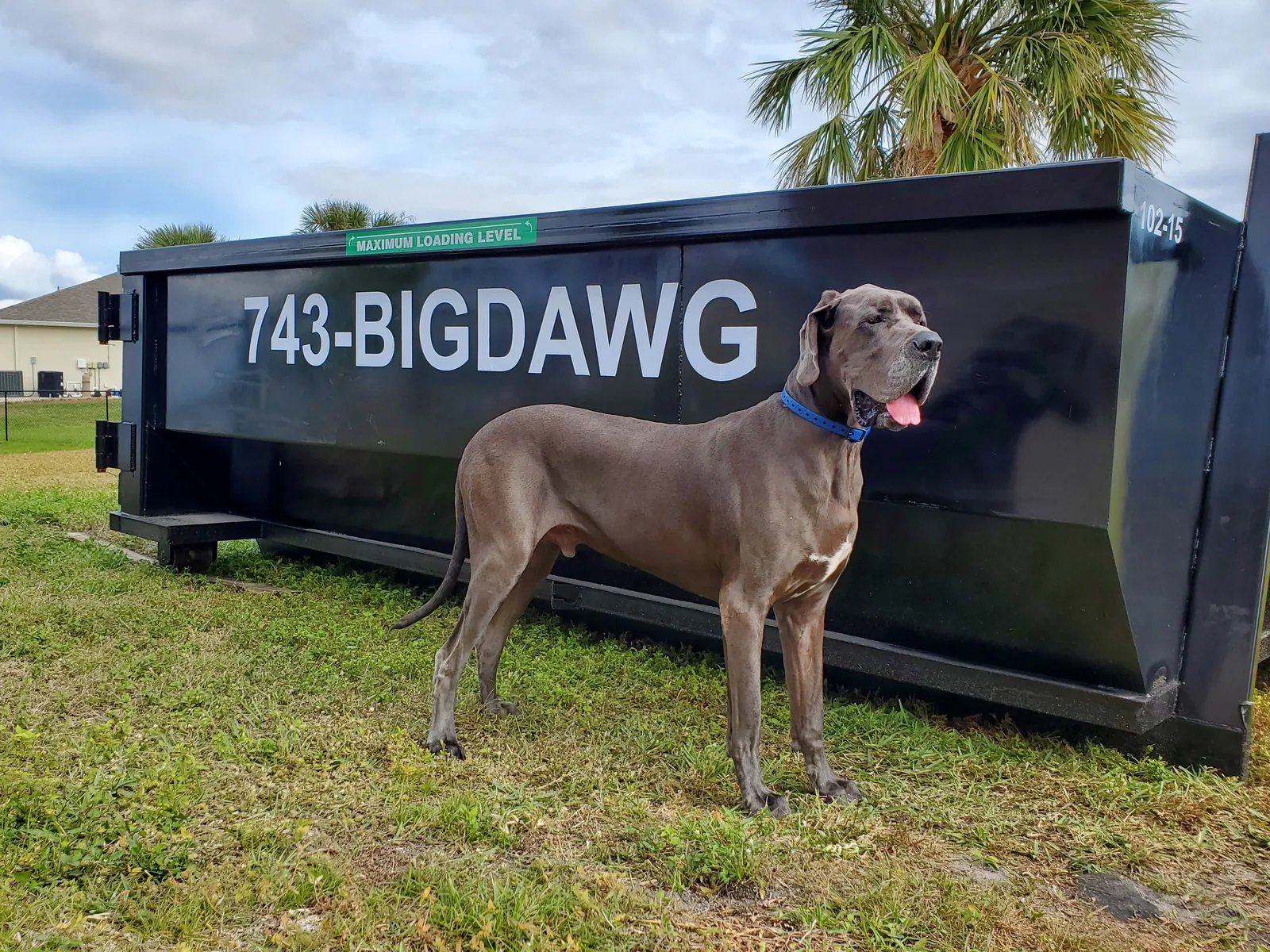 Mattis the Great Dane standing beside a black Big Dawg roll-off dumpster marked with the maximum loading level and 743-BIGDAWG.